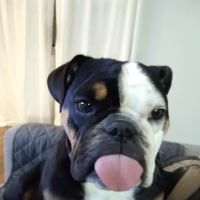 Fort Smith Veterinary Wellness and Urgent Care ico