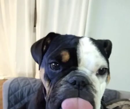 Fort Smith Veterinary Wellness and Urgent Care