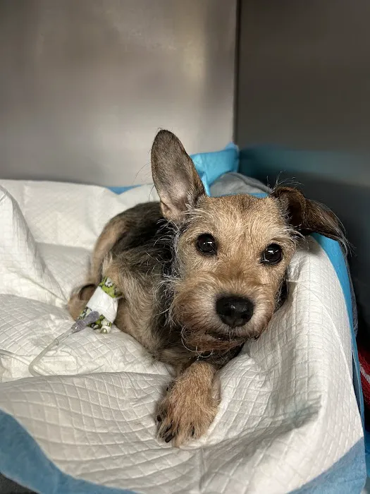 Fort Smith Veterinary Wellness and Urgent Care Picture 3