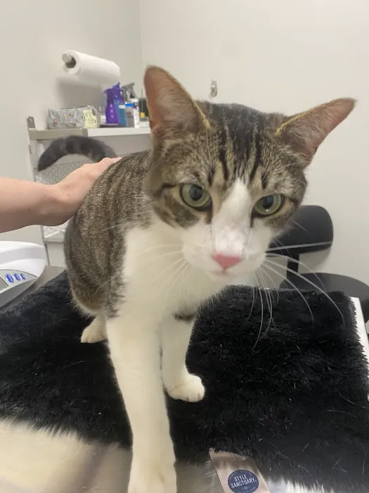 Fort Smith Veterinary Wellness and Urgent Care Picture 4