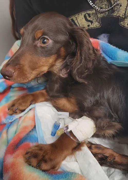 Fort Smith Veterinary Wellness and Urgent Care Picture 6