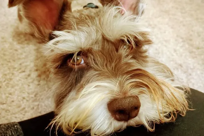 Fort Smith Veterinary Wellness and Urgent Care Picture 5