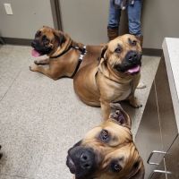 Hubbs Animal Clinic ico