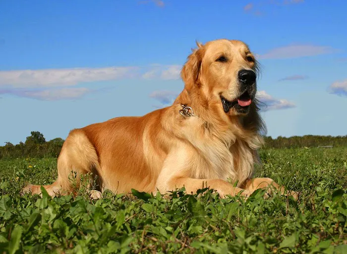 Hubbs Animal Clinic Picture 8