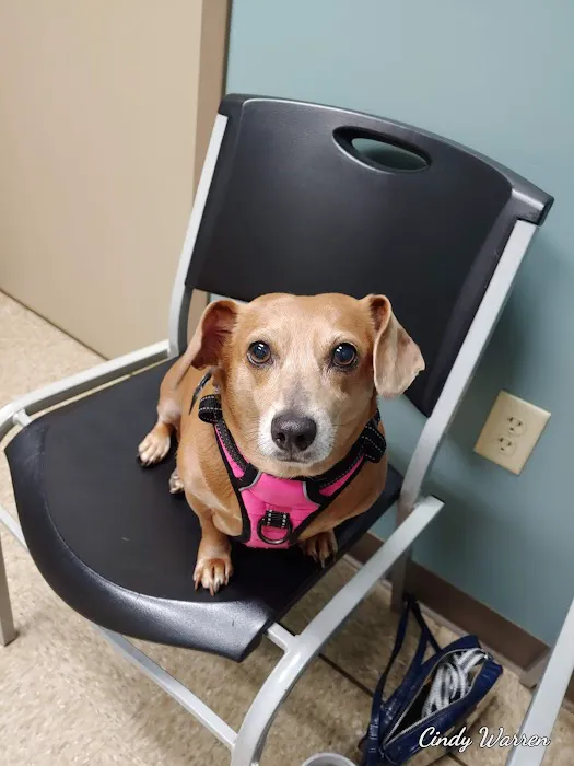 David Ford DVM Picture 2