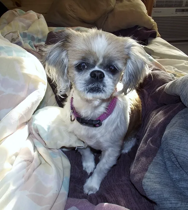 All Animal Health Center Picture 1