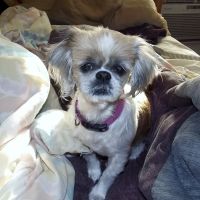 All Animal Health Center ico