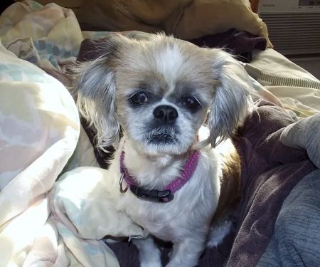 All Animal Health Center