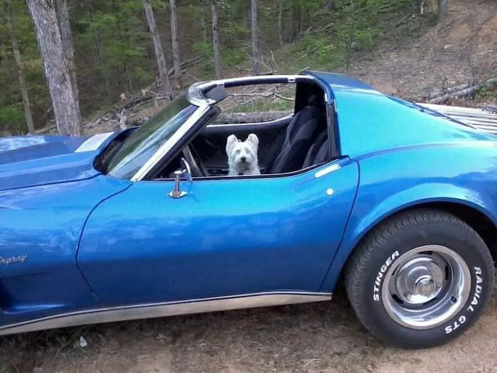 All Animal Health Center Picture 4