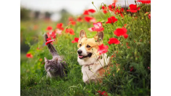 All Animal Health Center Picture 9