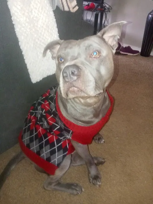 All Animal Health Center Picture 8