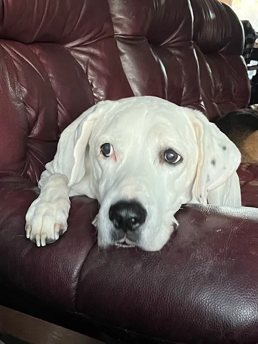 Alma Animal Clinic Picture 1