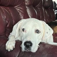 Alma Animal Clinic ico