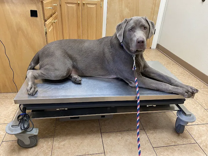 Alma Animal Clinic Picture 5