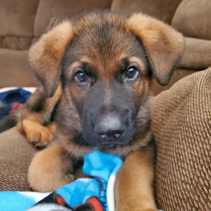 Alma Animal Clinic Picture 7