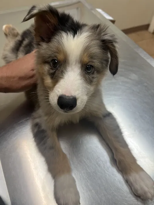 Alma Animal Clinic Picture 8