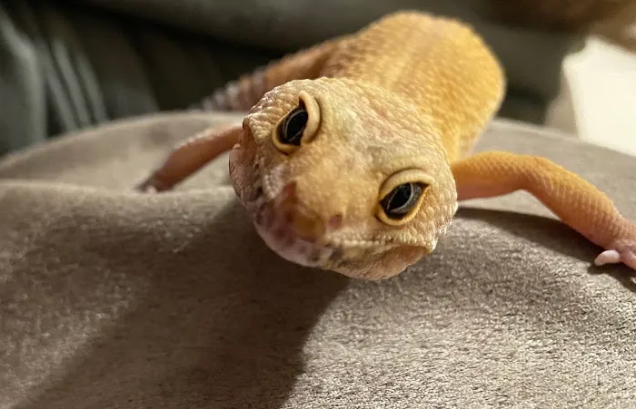 Eastside Animal Health Center Picture 2