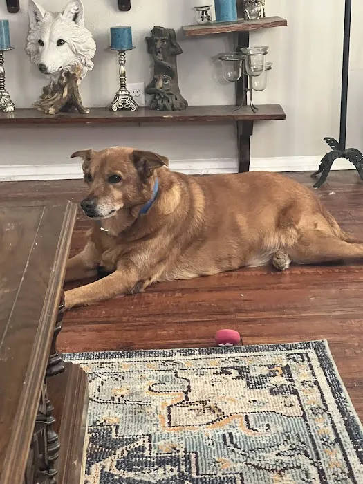 Eastside Animal Health Center Picture 5