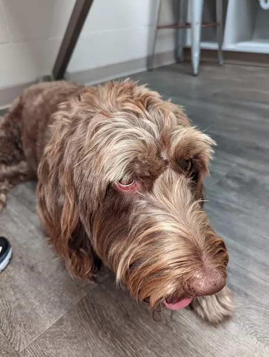 Eastside Animal Health Center Picture 6