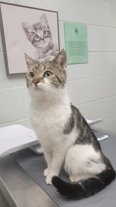 Eastside Animal Health Center Picture 3