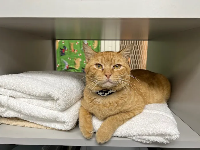 Eastside Animal Health Center Picture 10