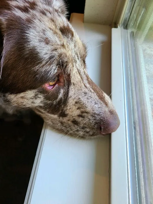 Eastside Animal Health Center Picture 7