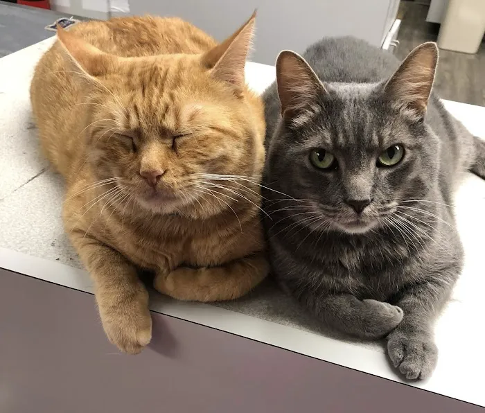 Eastside Animal Health Center Picture 9