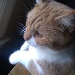 Poteau Valley Veterinary Hospital