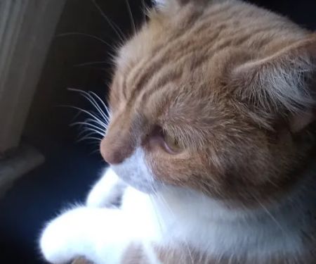 Poteau Valley Veterinary Hospital