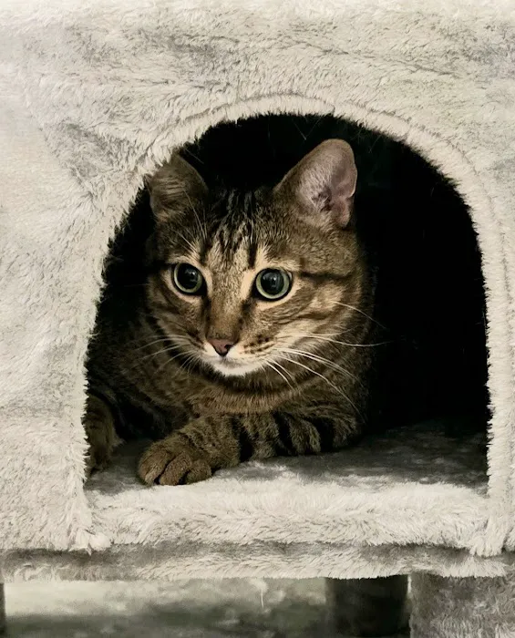 Poteau Valley Veterinary Hospital Picture 5