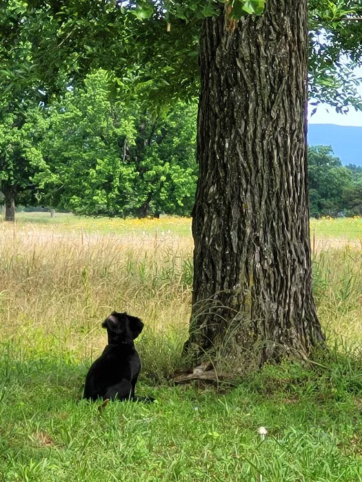 Stokes Randolph DVM Picture 3