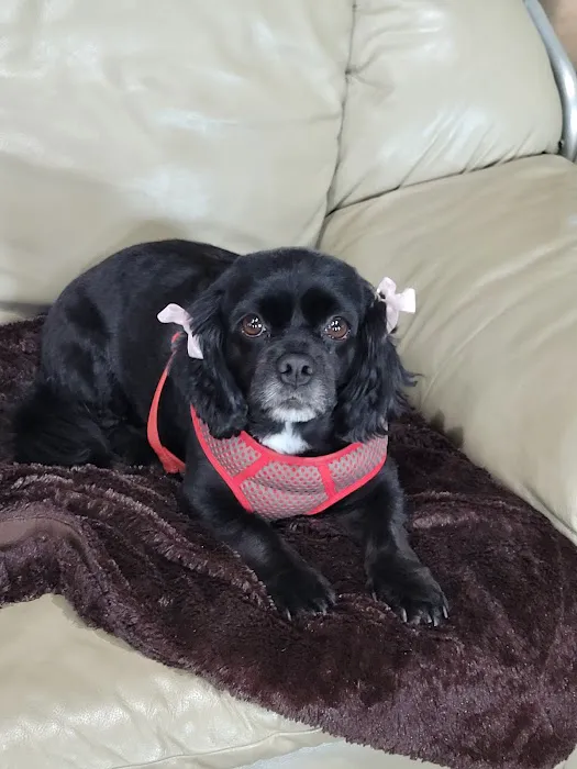 Stokes Randolph DVM Picture 2