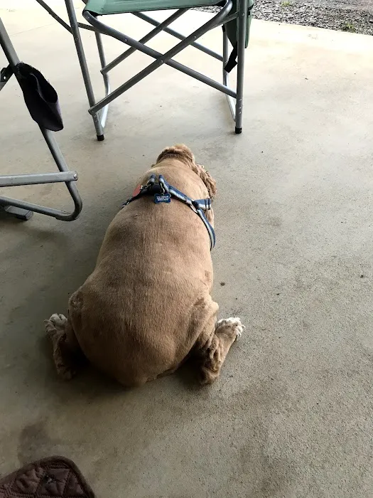 Stokes Randolph DVM Picture 6