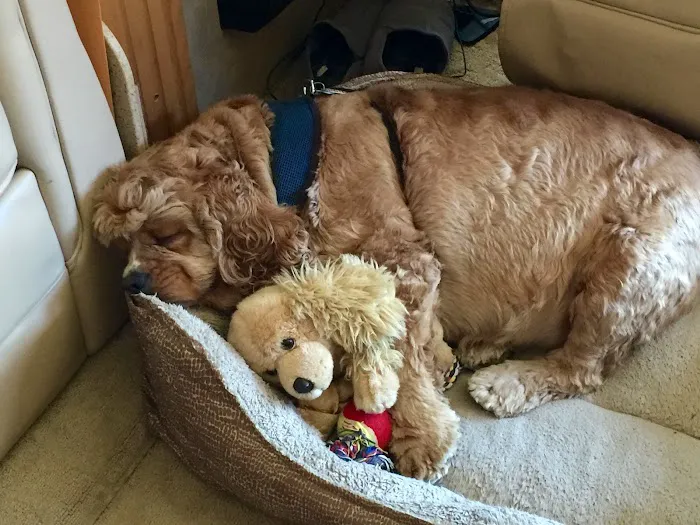 Stokes Randolph DVM Picture 5