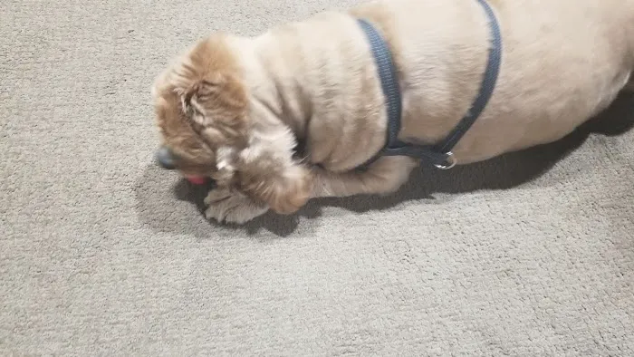 Stokes Randolph DVM Picture 7