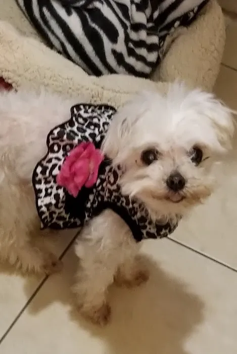 Stokes Randolph DVM Picture 8