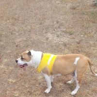 Le Flore County Veterinary ico