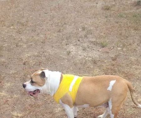 Le Flore County Veterinary