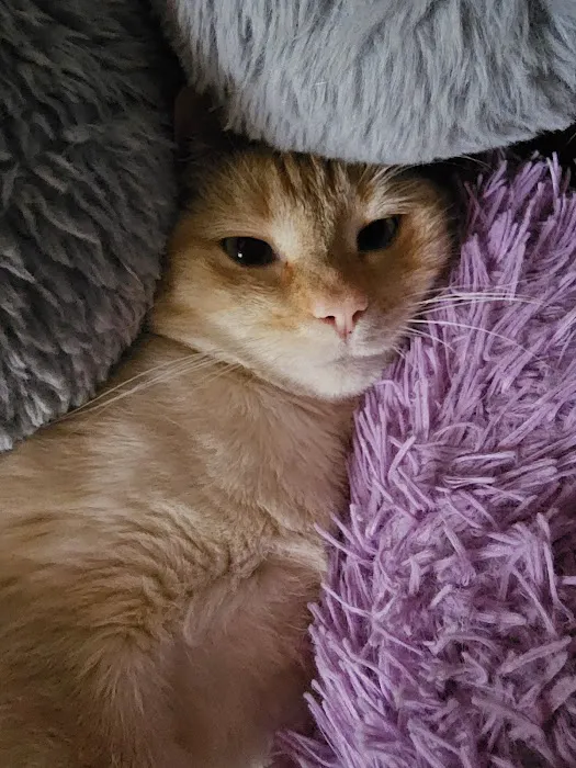 Le Flore County Veterinary Picture 6