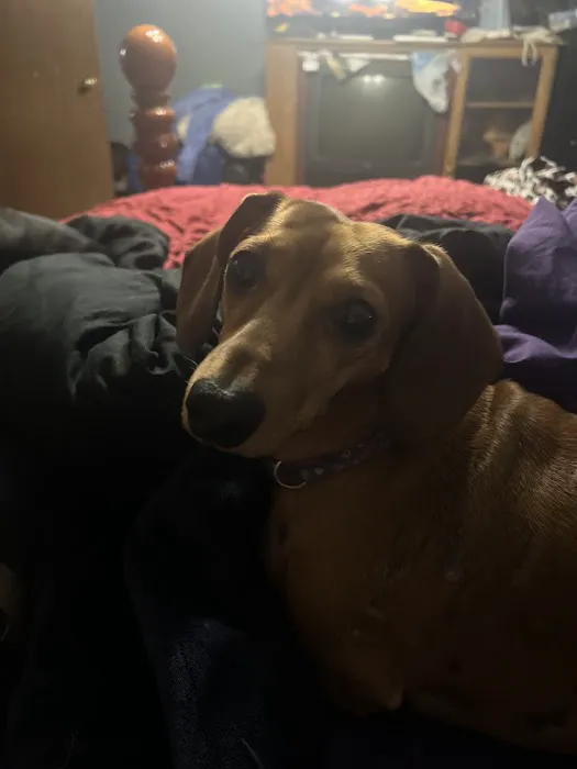 Le Flore County Veterinary Picture 5