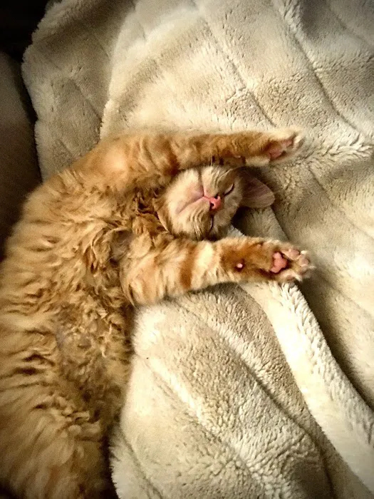 Le Flore County Veterinary Picture 10