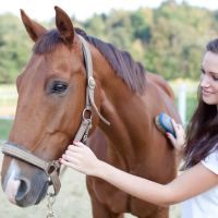 Mitchell Veterinary Services ico