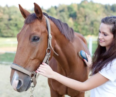 Mitchell Veterinary Services