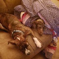 Rye Hill Veterinary Clinic ico