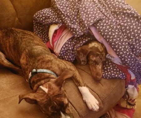 Rye Hill Veterinary Clinic