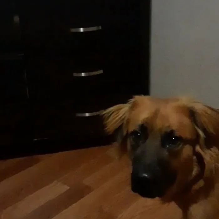 Massard Creek Animal Hospital Picture 1