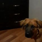 Massard Creek Animal Hospital