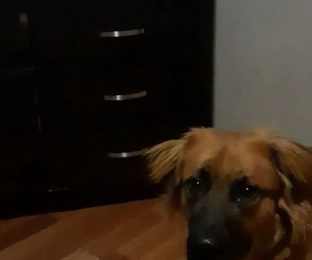 Massard Creek Animal Hospital