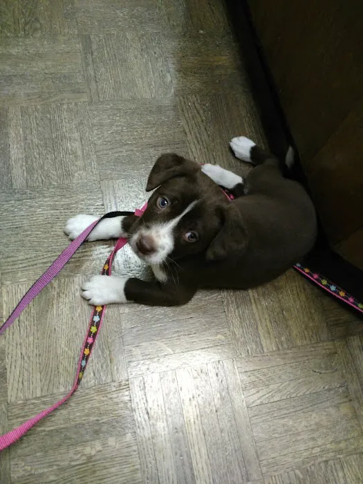 Massard Creek Animal Hospital Picture 3