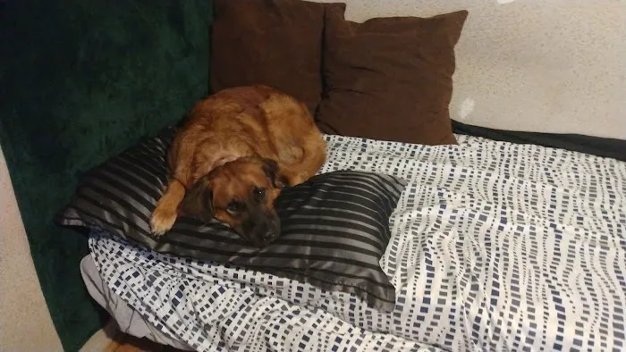 Massard Creek Animal Hospital Picture 2